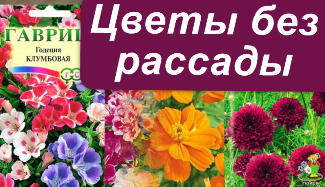 Цветы сразу в грунт без рассады. Без рассады цветение в 1 год.