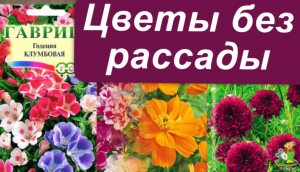Однолетние цветы, которые можно вырастить без рассады
