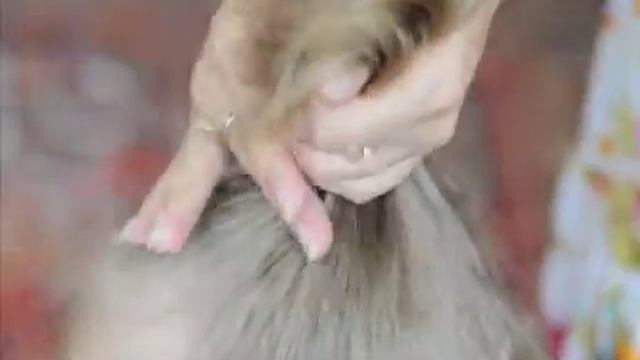 шишАчки смотреть онлайн