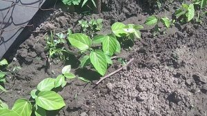 Пассифлора Гранадилла