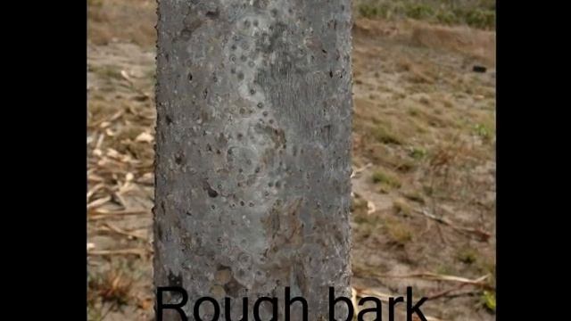 Lockhart Pandanus смотреть онлайн