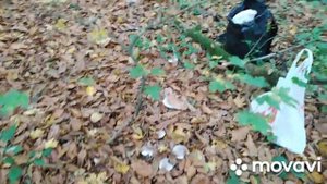 Поздние опята в Адыгее