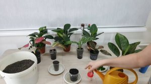 Жженая рисовая шелуха. Для чего нужна жженая шелуха. Как сделать жженую шелуху. Рисовая лузга.