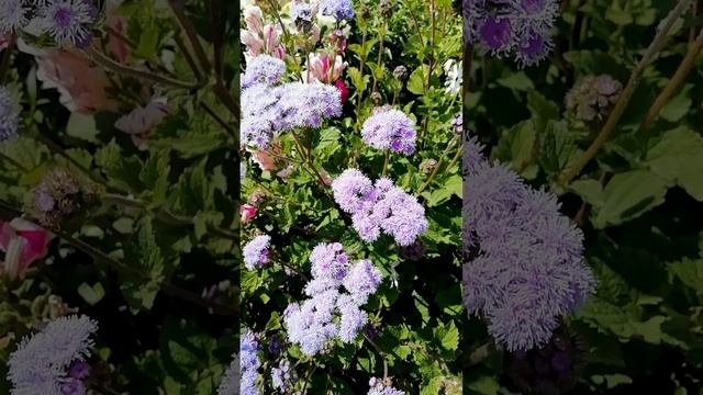 Агератум. ? (Ageratum)