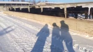Уличное содержание Абердин Ангус
