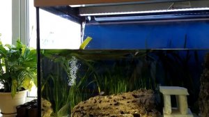 Внешний фильтр Sun sun HW702B замеряем какой объем воды пропускает через 2 года эксплуатации.