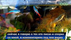 Нужен ли компрессор и аэрация в аквариуме или нет?!
