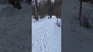 Дрессировка собак | Послушание | Лабрадор