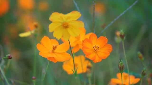 РАДОГОЩЬ (Таусень). ОСЕНИНЫ. НОВОЛЕТИЕ смотреть онлайн