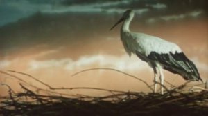 Майская ночь, или утопленница 1952