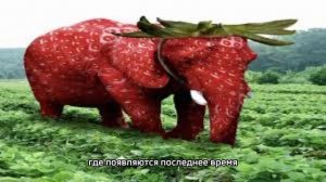 небуди - Шайлы откуда мем?