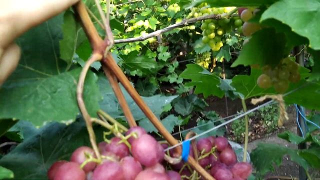 Дынька виноград раннего срока созревания на 18.08.22. Теплова Татьяна +380956118435 смотреть онлайн