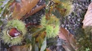 КАШТАНЫ КАШТАНЫ,,,