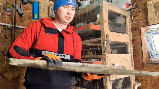 Уборка за перепелами