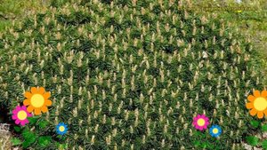 Сосна горная Бенджамин. Краткий обзор, описание характеристик pinus mugo Benjamin