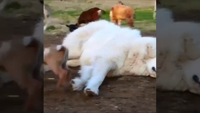 попрыгаем