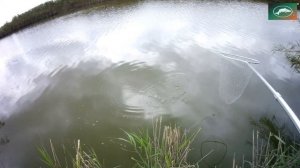 Рыбалка на оросительных каналах в Краснодарском крае .Ловля сазана на кукурузу.Часть 1