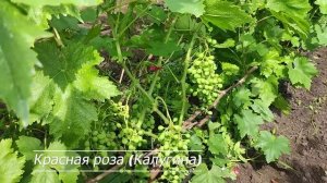 Новинки винограда селекция Калугина