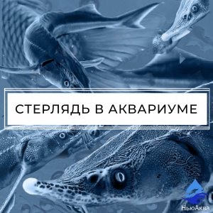 Стерлядь в аквариуме