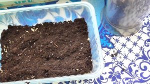 Как дома вырастить траву?