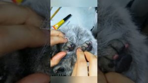 4ый урок МК по созданию игрушки в смешанной технике с полимерной глиной. Обшивка мехом