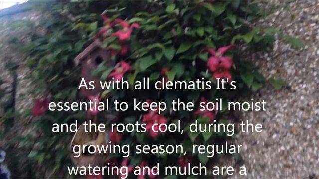 Clematis Abundance viticella In bloom, Help care tips. смотреть онлайн