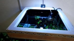 Гуппи мальки в общем аквариуме.