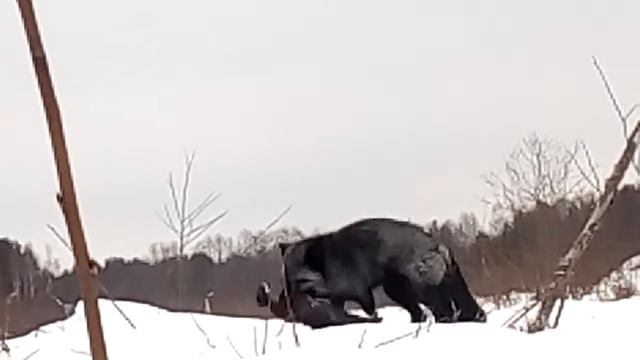 ЧЕРНАЯ ЛИСА 2 смотреть онлайн