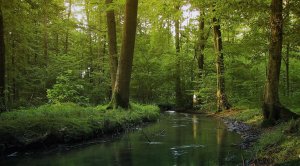 Звуки леса Ручей Птицы