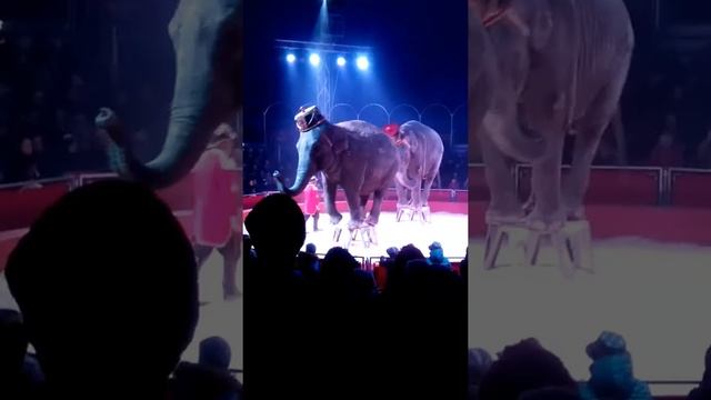 Цырк смотреть онлайн