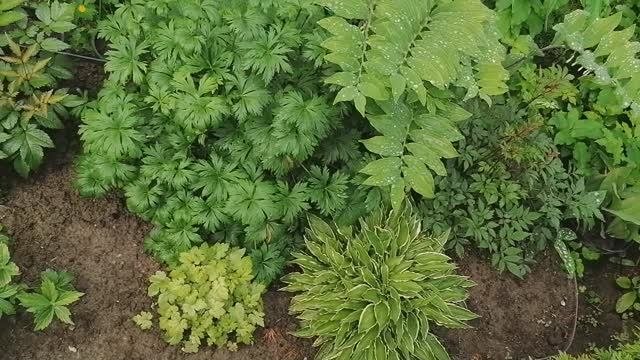 Какими цветами я заполнила новую теневую клумбу. и парадная солнечная клумба. лето 2022