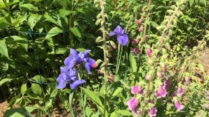 2020.06.14 Flower Garden Update Tour: Featuring Peonies and Climbing Hydrangea