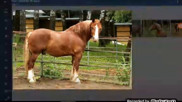 Прощай ЯША Я тебя люблю и очень буду по тебя скучать тебя прадали ?????? мой любимый конь смотреть онлайн