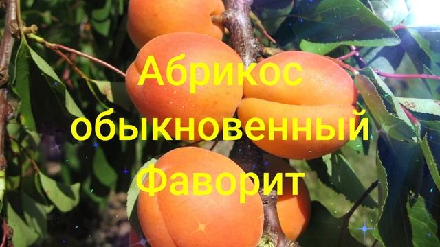 Абрикос обыкновенный Фаворит ?обзор: посадка характеристики растения саженцы Абрикос Фаворит