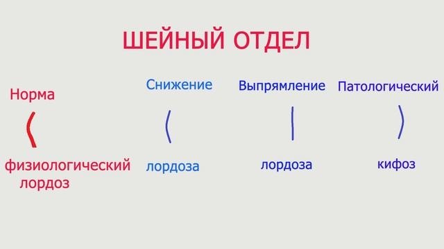 Занятие 1. Общее строение и функции позвоночника