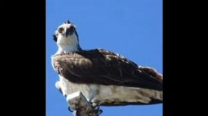 Osprey (Pandion haliaetus) Bird call