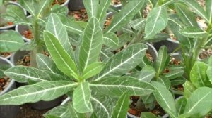 Как отличить адениумы  Арабикум  Обесум Сомаленсе.