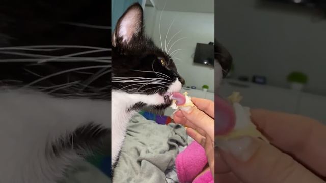 Зачем коту Усы!? Кот Москвич и шикарные Усы #tiktok #cat #like #life #animals