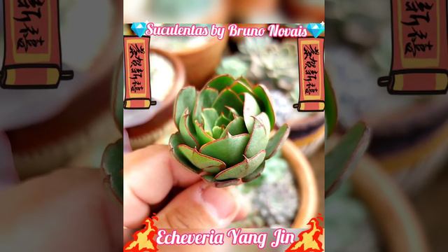 🇯🇵🌸Echeveria Yang Jin🌸🇯🇵 смотреть онлайн