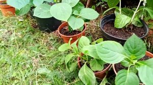 Никко Блю и другие -  саженцы гортензии крупнолистной.