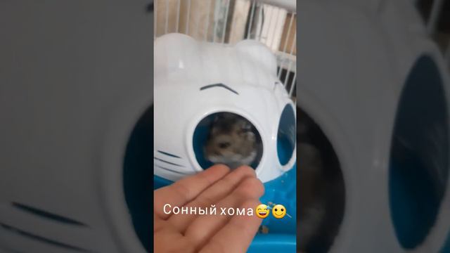 Сонный хомяк😂🐹 | Ещё не причесался😅