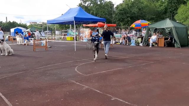 Бугай Алабай Эрлен эль Кахам победитель выставки САО. Судья Крылова Екатерина. смотреть онлайн