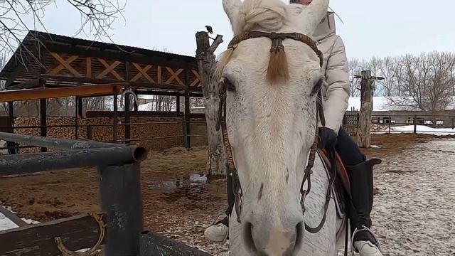 прогулка на лошадях смотреть онлайн