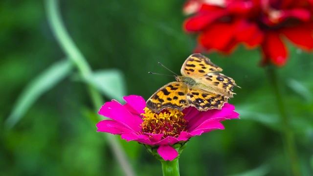 Бабочки порхают над цветами под красивую спокойную музыку.Фоновая музыка для релаксации, отдыха