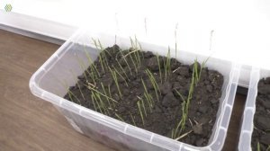 ИТОГИ лабораторного эксперимента по изучению ретардантного эффекта