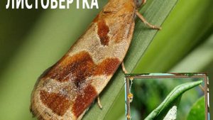 Названия бабочек для детей