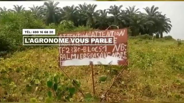 une palmeraie à perte de vue... смотреть онлайн