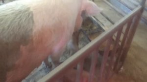 КАК подключить ниппельную поилку для свиней.