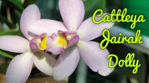 Cattleya Jairak Dolly первое домашнее цветение.