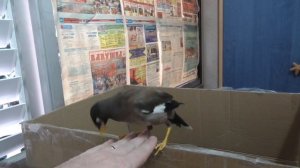 Домашний скворец Федя.